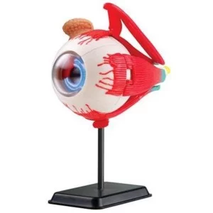 Набор для экспериментов EDU-Toys Модель глазного яблока сборная, 14 см (SK007)