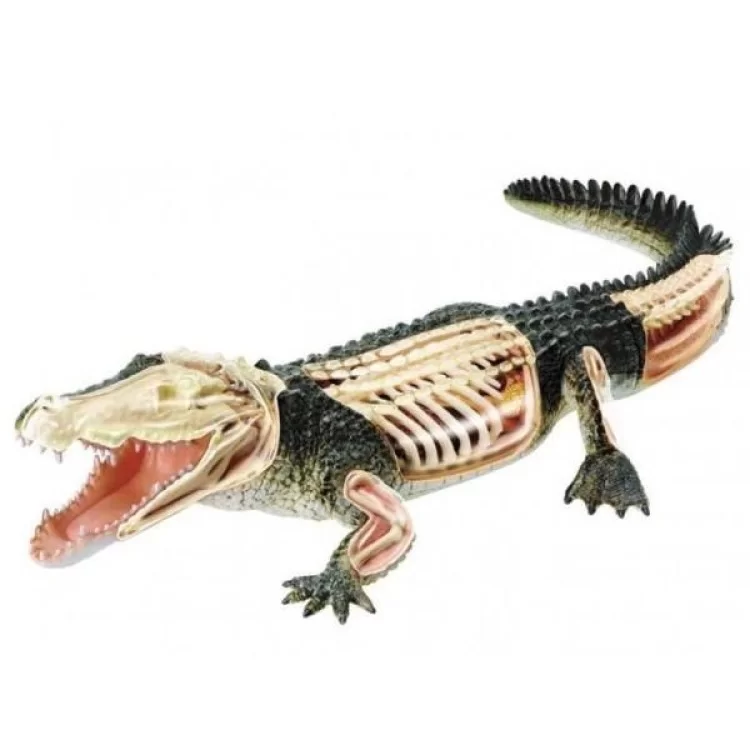 Пазл 4D Master Объемная анатомическая модель Крокодил (FM-622034) цена 1 168грн - фотография 2