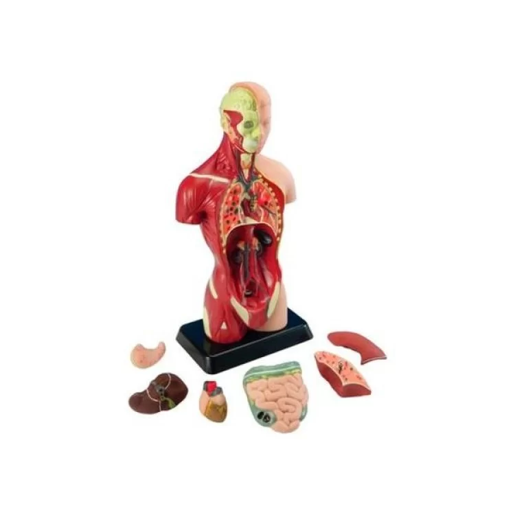 Набор для экспериментов EDU-Toys Анатомическая модель человека сборная 27 см (MK027) цена 1 879грн - фотография 2