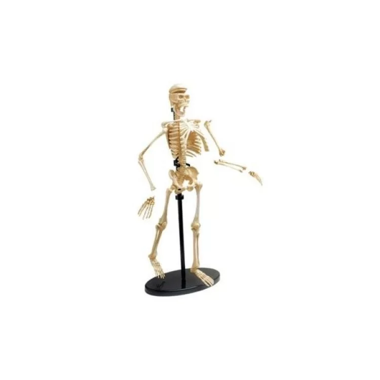 Набор для экспериментов EDU-Toys Модель скелета человека сборная, 24 см (SK057) цена 882грн - фотография 2