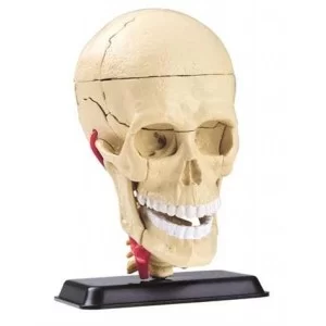 Набір для експериментів EDU-Toys Модель черепа з нервами збірна, 9 см (SK010)