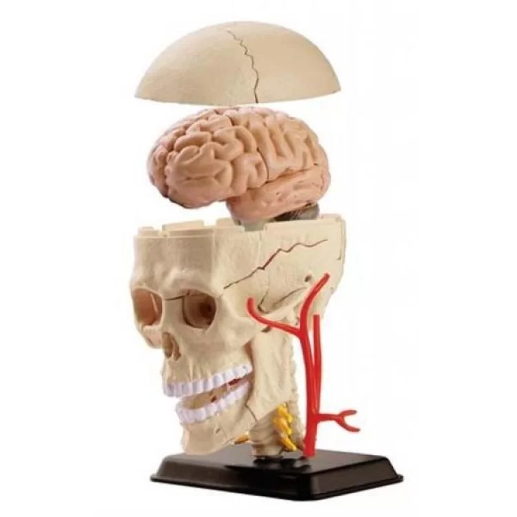 Набір для експериментів EDU-Toys Модель черепа з нервами збірна, 9 см (SK010) ціна 1 021грн - фотографія 2