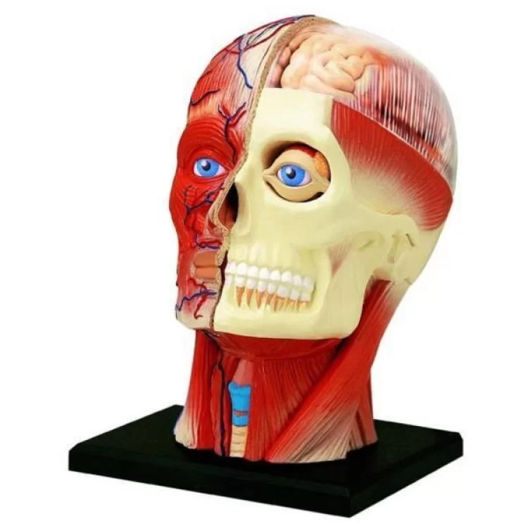 Пазл 4D Master Объемная анатомическая модель Голова человека (FM-626103) цена 1 071грн - фотография 2